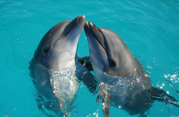 Quels sont les meilleurs spots pour faire de la plongée avec les dauphins aux Bahamas ?